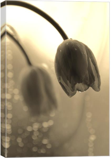 Tulips in the Rain Canvas Print by Dawn Cox