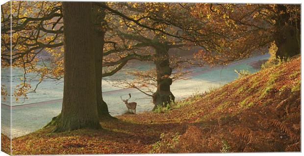 Autumn at knole Canvas Print by Dawn Cox