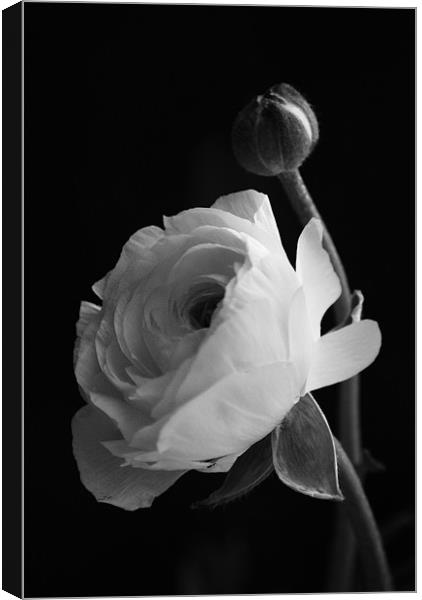 rose in black and white Canvas Print by Dawn Cox