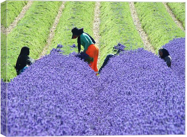 harvesting lavender Canvas Print by Dawn Cox
