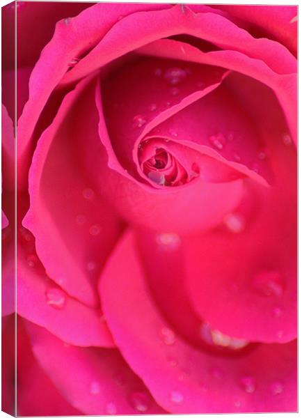 pink rose Canvas Print by Dawn Cox