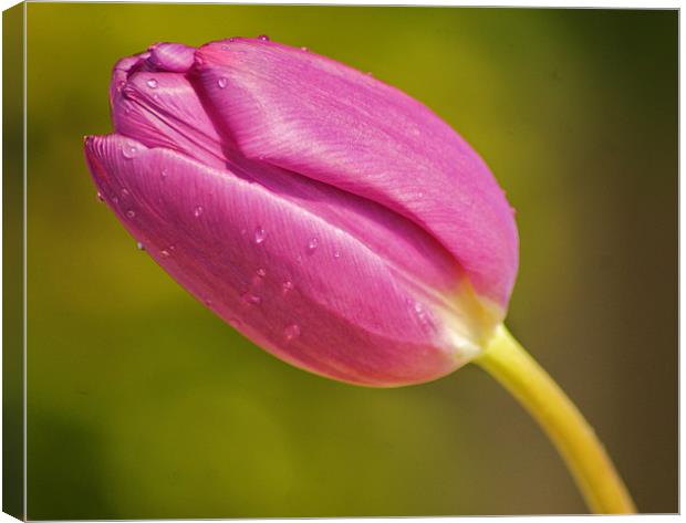 tulip in the sun Canvas Print by Dawn Cox