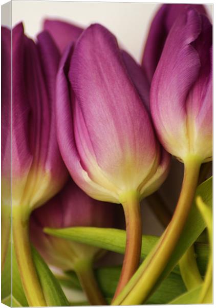 purple tulips Canvas Print by Dawn Cox