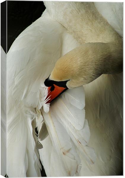 swan Canvas Print by Dawn Cox