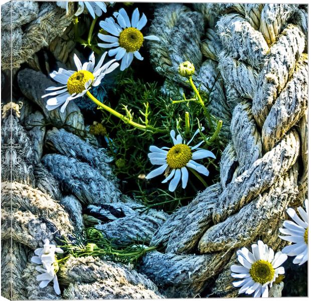 Roped in Daisies Canvas Print by Joyce Storey