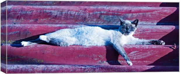 Cat's Siesta Time Canvas Print by Joyce Storey