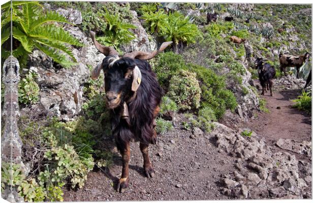 Goats on our path. Canvas Print by Joyce Storey