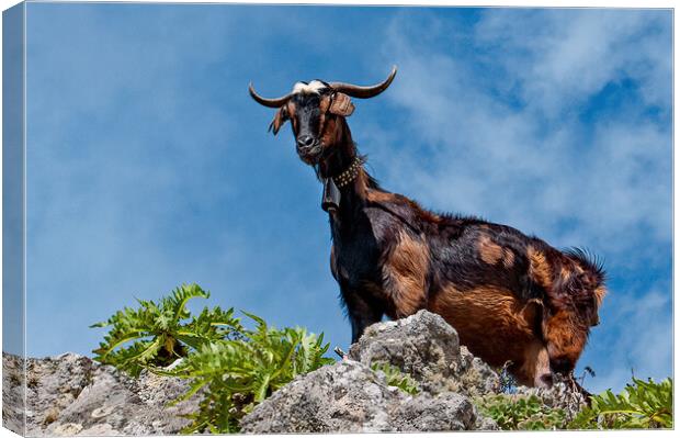 Goat peering down at me Canvas Print by Joyce Storey