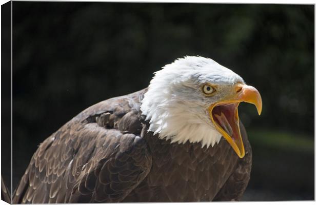 Bald Eagle Canvas Print by Joyce Storey