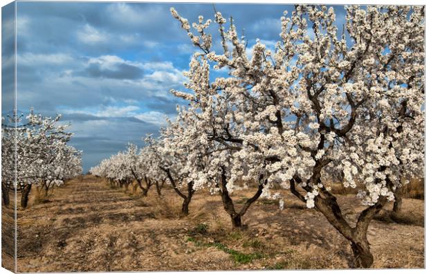 Almond Blossom in Spain Canvas Print by Joyce Storey