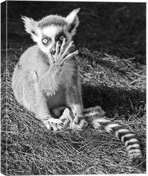 Ring-tailed Lemur Canvas Print by Joyce Storey