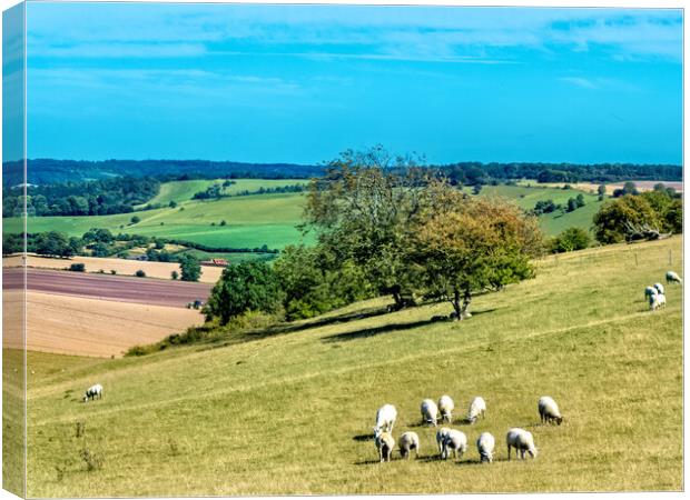 Berkshire Downs Canvas Print by Joyce Storey