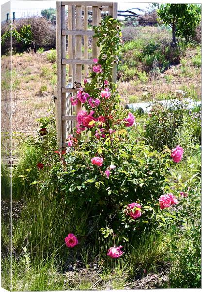  Climbing Roses Canvas Print by Irina Walker