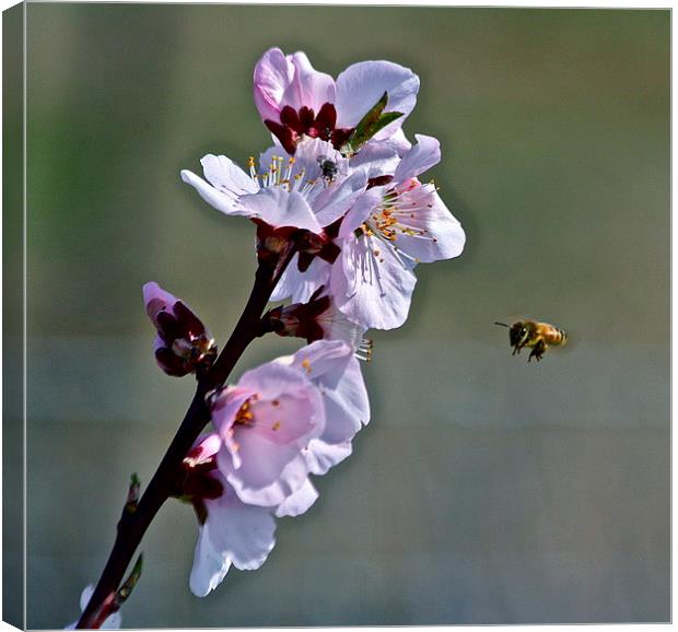  Almond Blossom with Honey Bee Canvas Print by Irina Walker