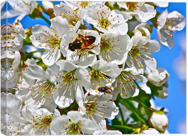 Cherry Blooms with Honey Bee Canvas Print by Irina Walker