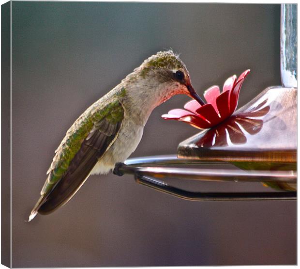 Dinner Time At The Feeder Canvas Print by Irina Walker