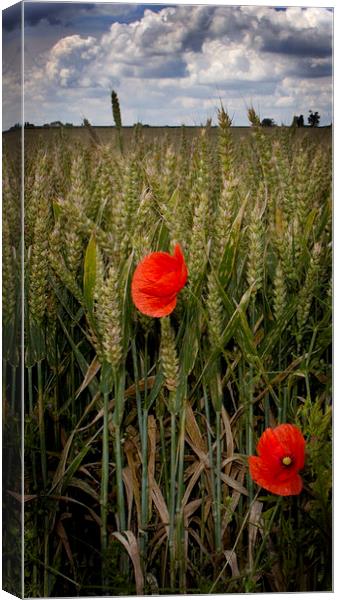 Two Poppies Canvas Print by Steven Shea