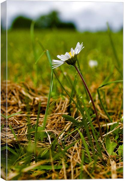 Daisy Canvas Print by Steven Shea