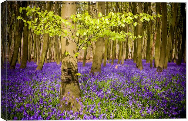 Bluebell Wood Canvas Print by Danny Callcut