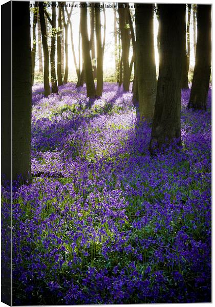 Bluebell Wood Canvas Print by Danny Callcut