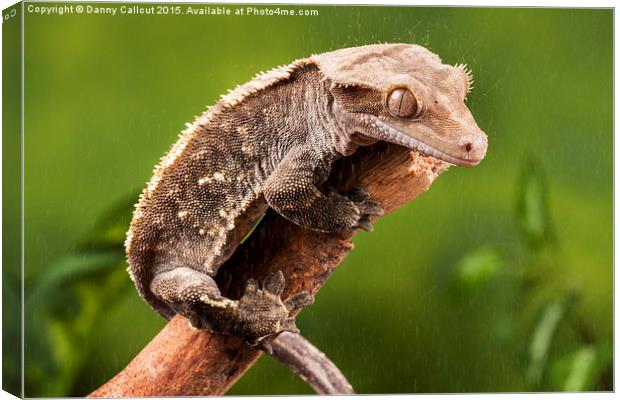 New Caledonian Crested Gecko Canvas Print by Danny Callcut
