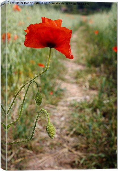 Common Red Poppy Canvas Print by Danny Callcut