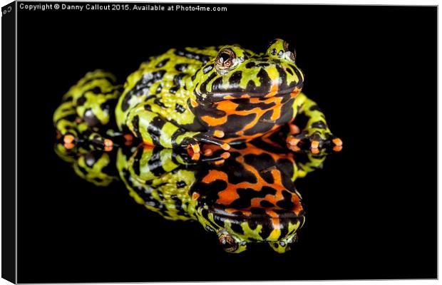 Oriental fire-bellied toad Canvas Print by Danny Callcut