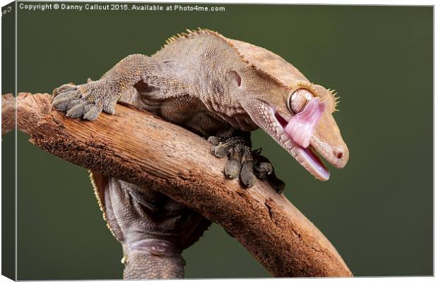  New Caledonian Crested Gecko Canvas Print by Danny Callcut
