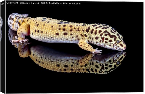 Leopard Gecko Canvas Print by Danny Callcut