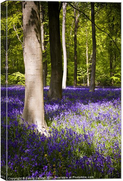 Marlborough Beech forest with bluebells Canvas Print by Danny Callcut