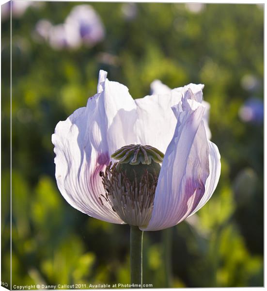 Opium poppy Canvas Print by Danny Callcut