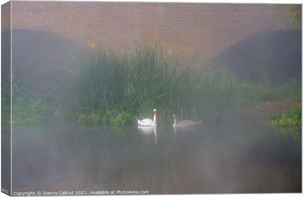 Swans in Mist Canvas Print by Danny Callcut