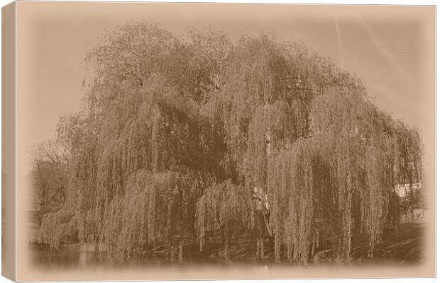 Antique willow Canvas Print by Ashley Paddon