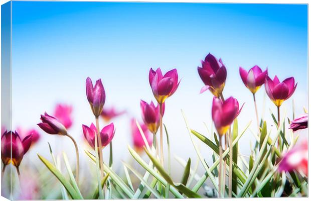 Crocus at Pensthorpe Canvas Print by David Blake