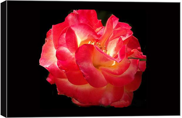 Glowing Rose Canvas Print by Brian Beckett