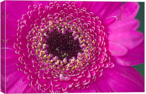 Pink Flower Canvas Print by Brian Beckett