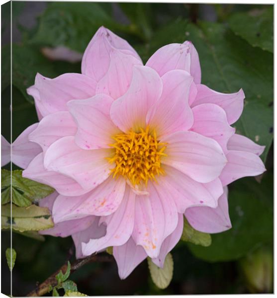 Dahlia Canvas Print by Brian Beckett