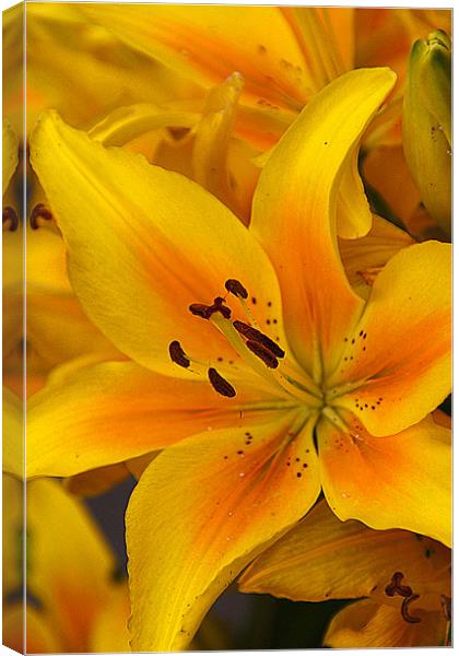 Lily Canvas Print by Brian Beckett