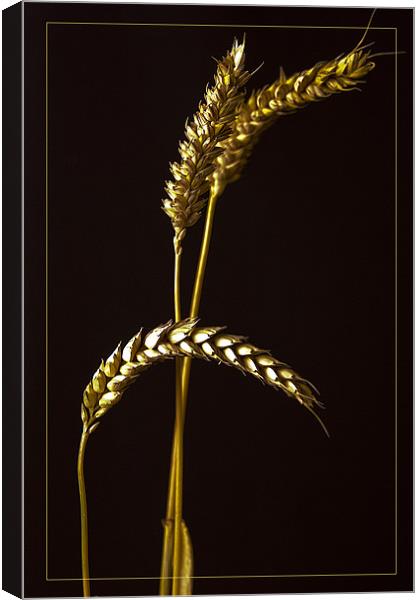 Golden Barley Canvas Print by Brian Beckett