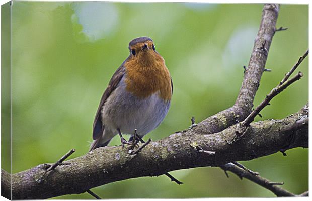 Robin Canvas Print by Brian Beckett