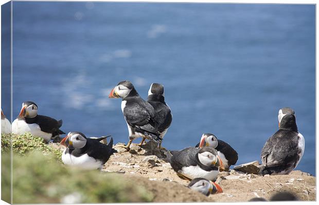 Puffin Colony Canvas Print by Brian Beckett