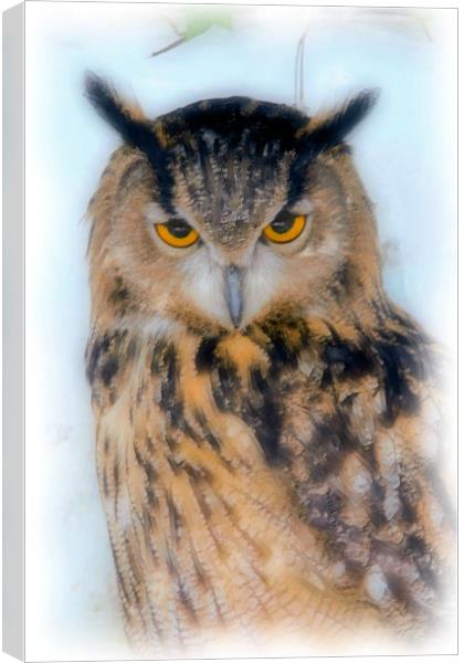 European Long Eared Owl Canvas Print by Brian Beckett