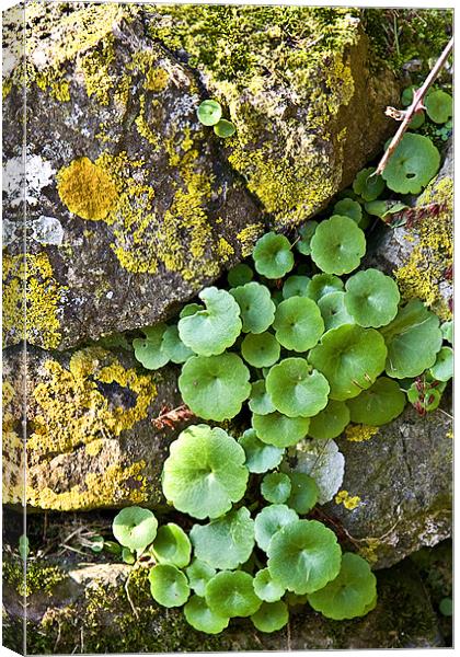 Stone Wall & Plant Canvas Print by Brian Beckett