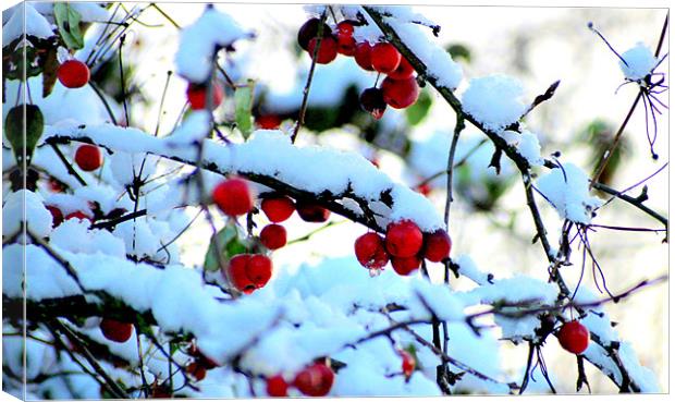 Snow berries Canvas Print by John Black