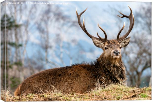 Glencoe Stag Canvas Print by John Howie