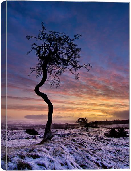 Crooked Tree Canvas Print by Paul Appleby