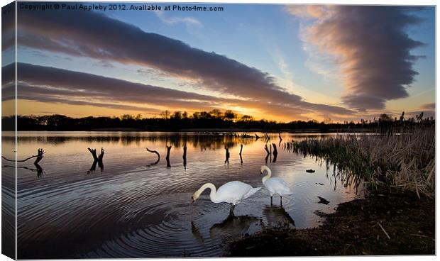 Arcot Swans Canvas Print by Paul Appleby