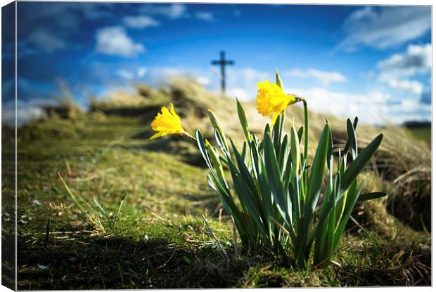 St. Cuthberts Daffodils Canvas Print by Paul Appleby