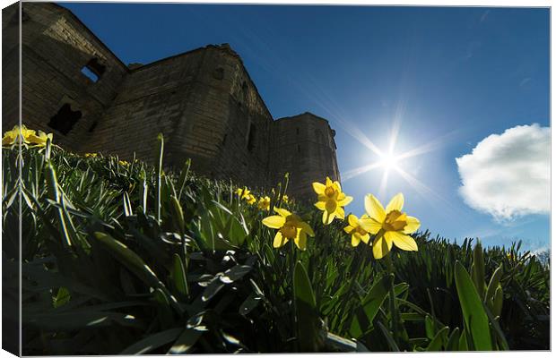 Warkworth Daffodils - Into the Sun Canvas Print by Paul Appleby