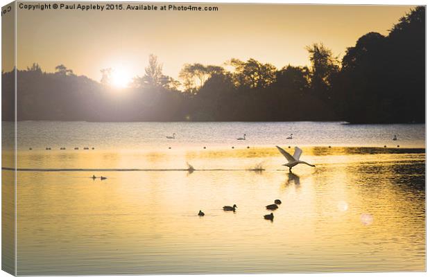  Swan Flight on Bolam Lake Canvas Print by Paul Appleby